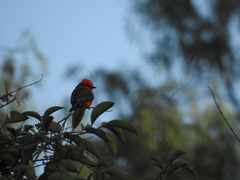 Pyrocephalus rubinus