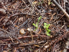 Allogona ptychophora