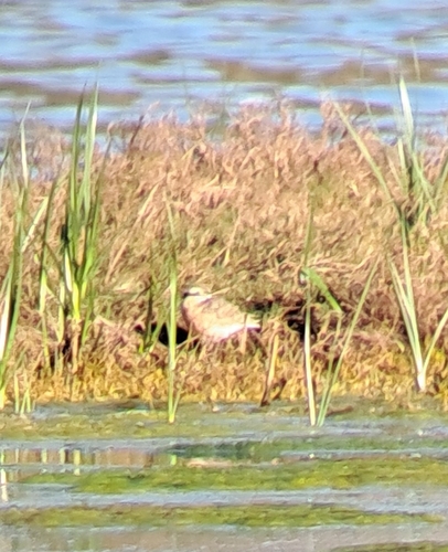iNaturalist image