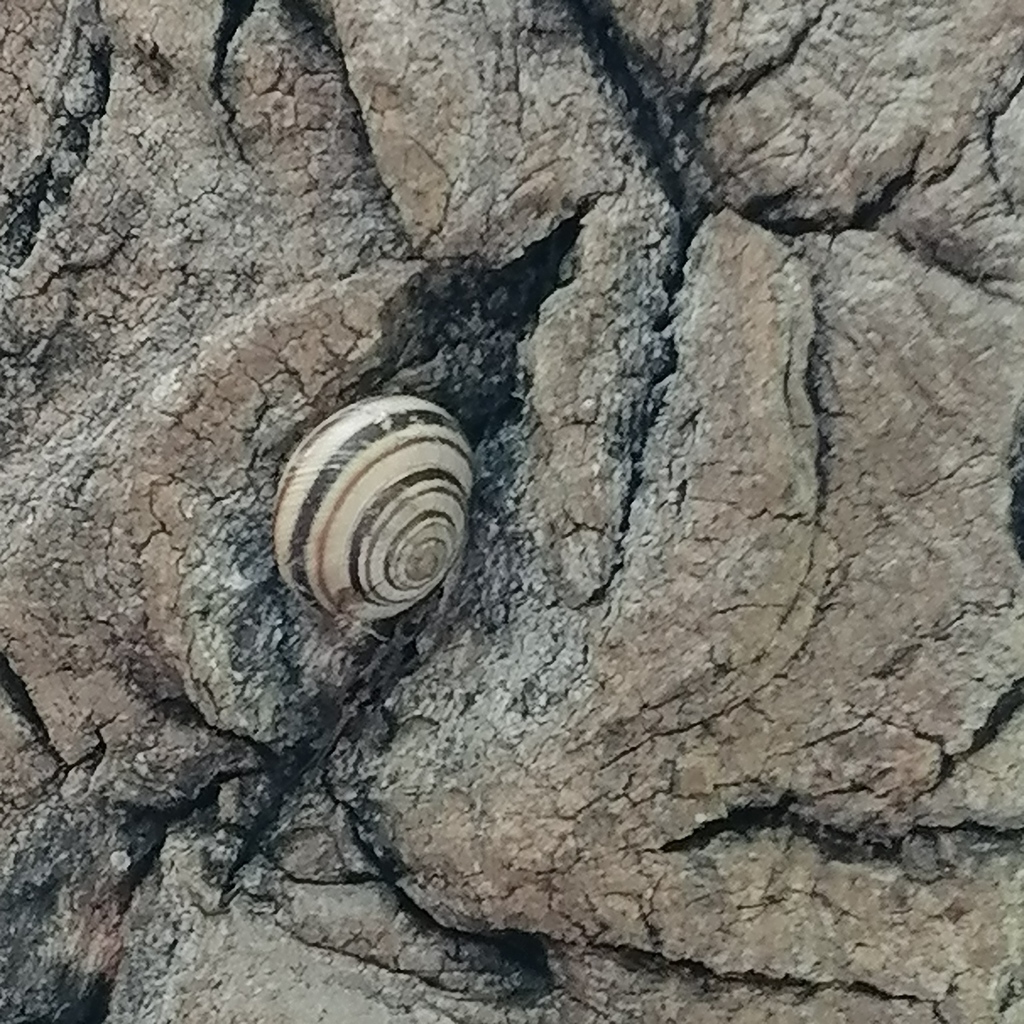 Bradybaena poecila
