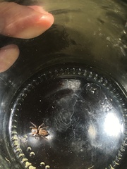 Salticinae