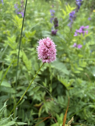 Bistorta carnea, photograph 5