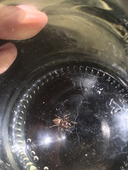 Salticinae