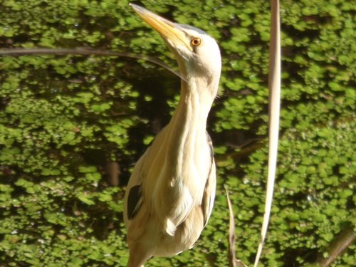 iNaturalist image