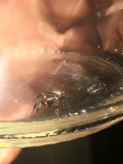 Salticinae