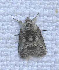 Nycteola polycyma