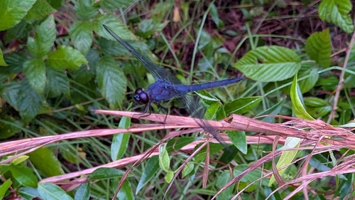 Slaty Skimmer