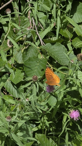 Greater Fritillaries