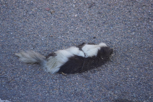 American Hog-nosed Skunk