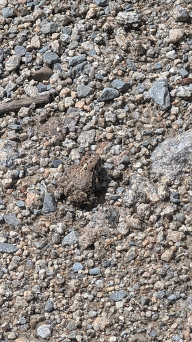 Eastern American Toad