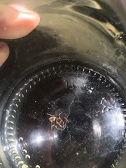 Salticinae