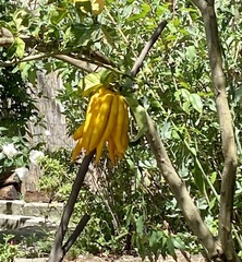 Citrus medica sarcodactylis