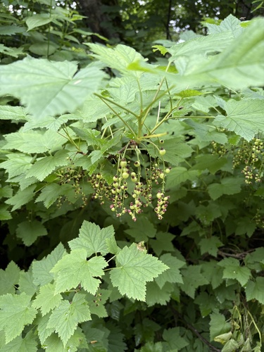 Ribes biebersteinii, photograph 1