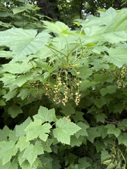 Ribes biebersteinii
