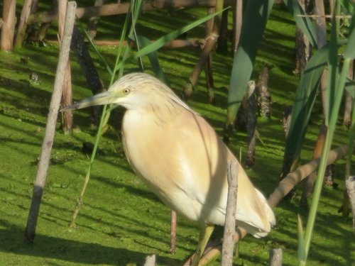 iNaturalist image