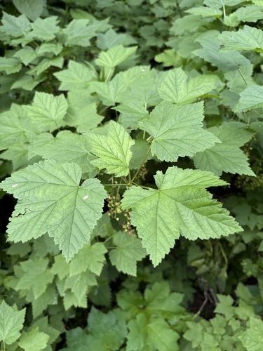 Ribes biebersteinii, photograph 2