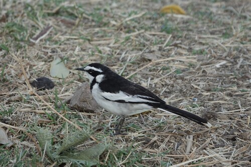 iNaturalist image
