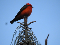 Pyrocephalus rubinus