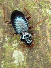Leistus spinibarbis