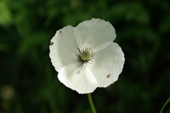 Papaver albiflorum albiflorum