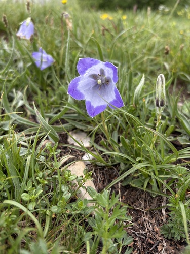 Campanula tridentata, photograph 1