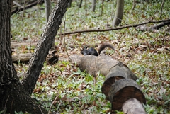 Sciurus carolinensis