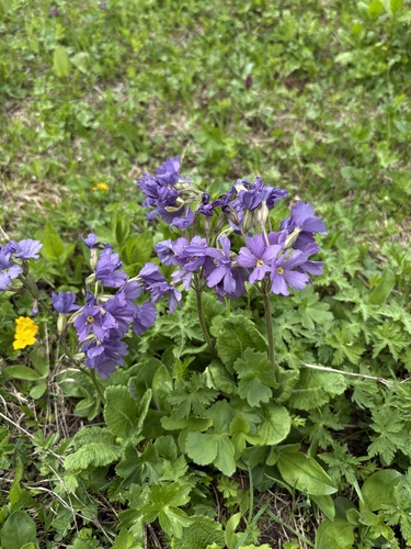 Primula amoena, photograph 2