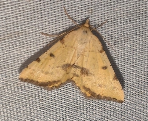 Rannoch Looper Moth and Allies photo 2