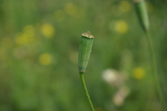 Papaver albiflorum albiflorum