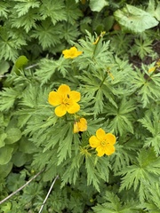 Trollius ranunculinus, photograph (c) Екатерина Кравцова, some rights reserved (CC BY)