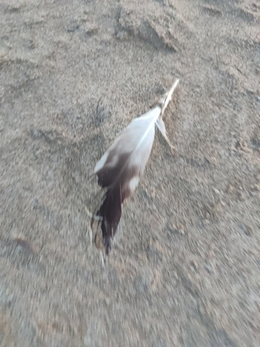 Plume de Goéland leucophée