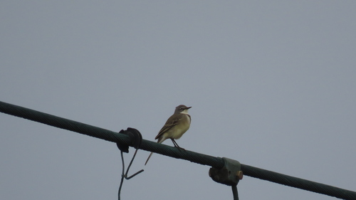 iNaturalist image