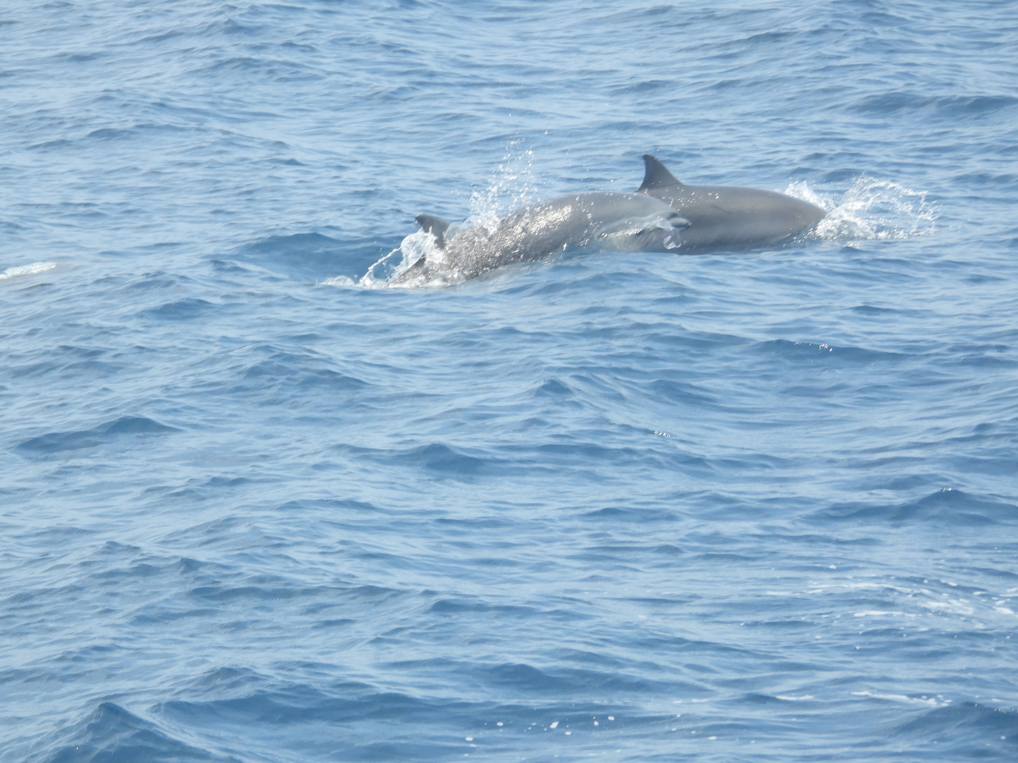 Lagenodelphis hosei