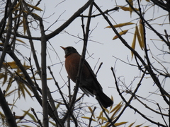 Turdus migratorius