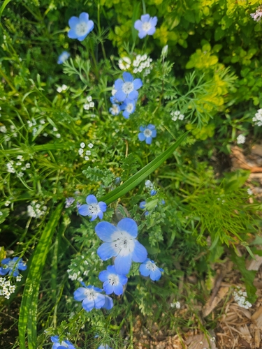 Nemophila menziesii observed 2026-07-24