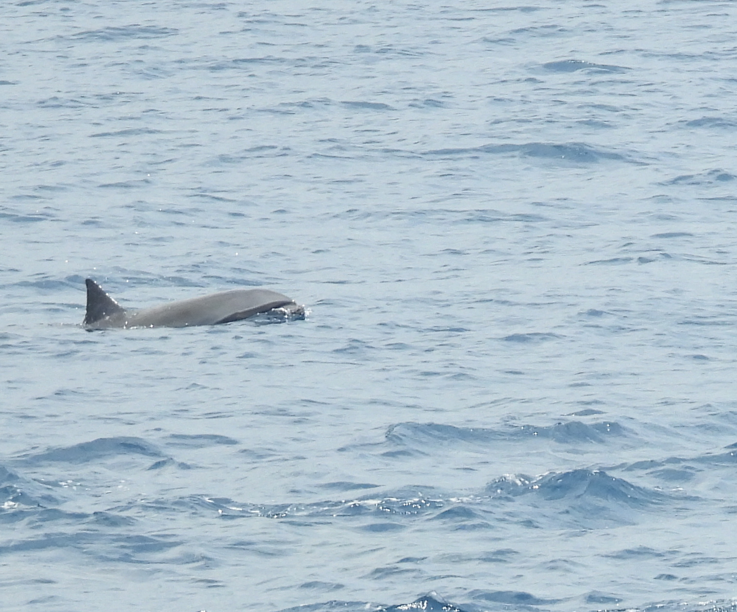 Lagenodelphis hosei