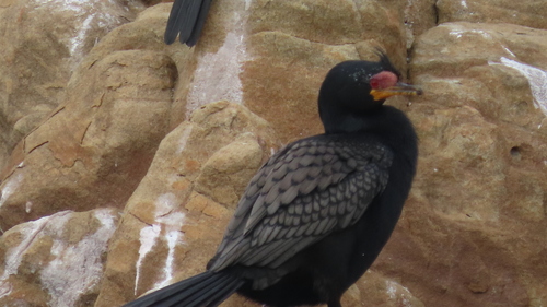 iNaturalist image