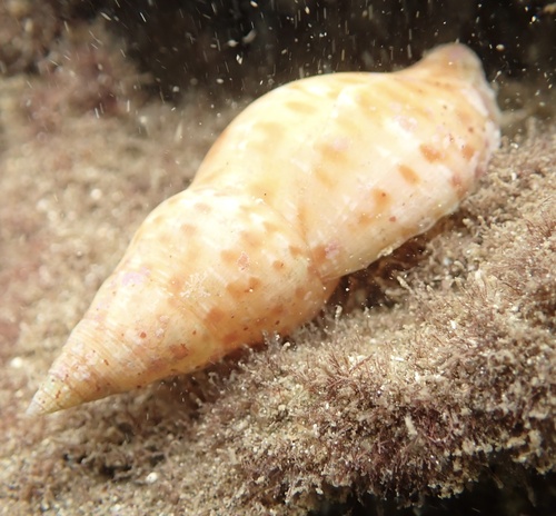 Pisania pusio, 2026-07-24