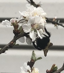 Bombus bimaculatus
