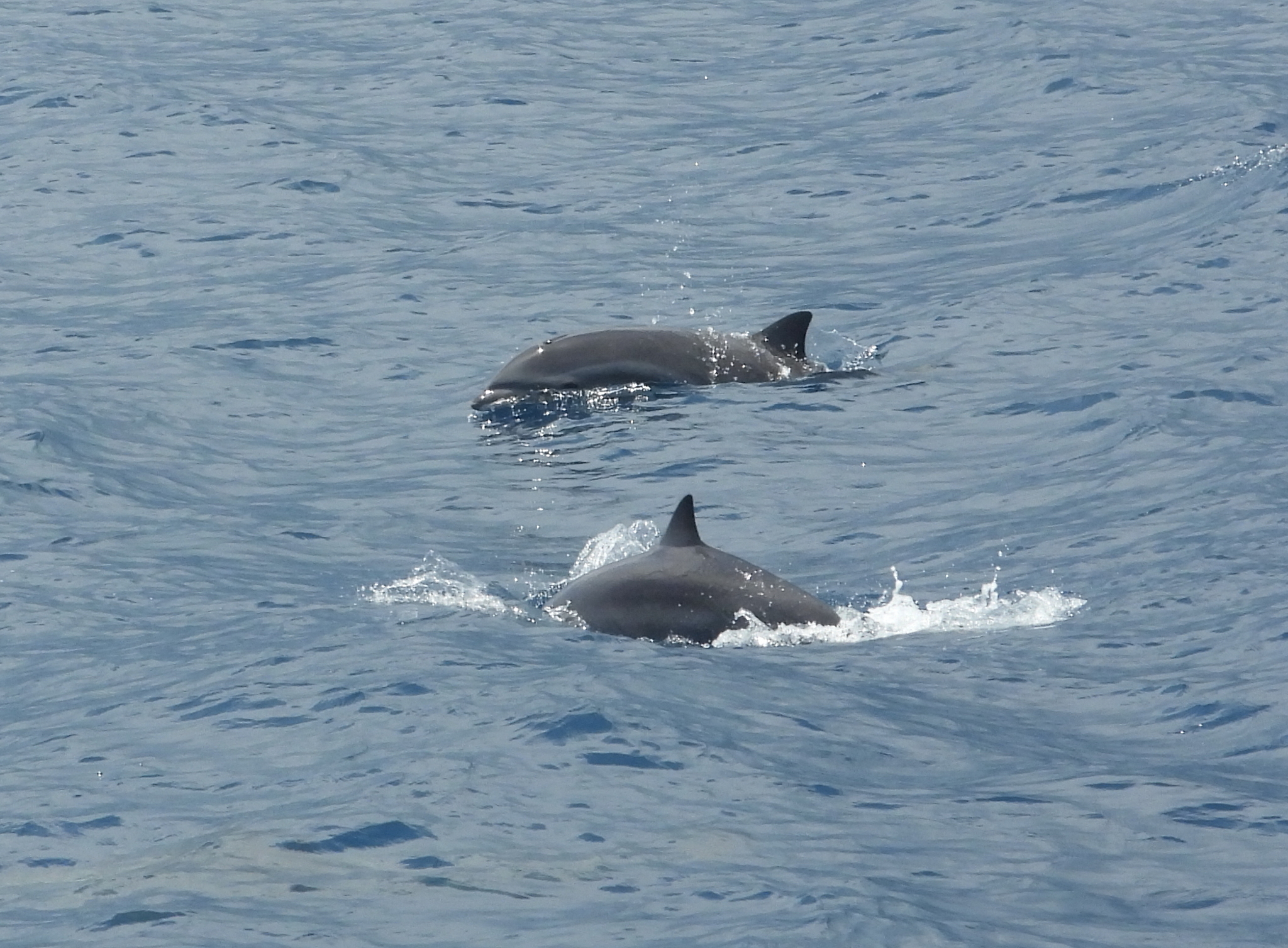 Lagenodelphis hosei