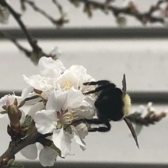 Bombus bimaculatus