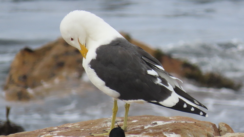 iNaturalist: (c) deb, some rights reserved (CC BY-NC), uploaded by deb iNaturalist image