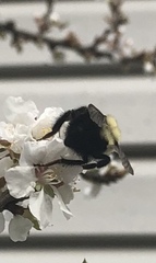 Bombus bimaculatus
