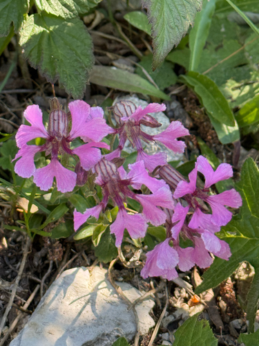 Silene elisabethae, photograph 1