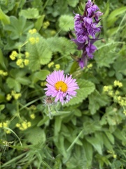 Erigeron caucasicus