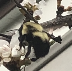 Bombus bimaculatus