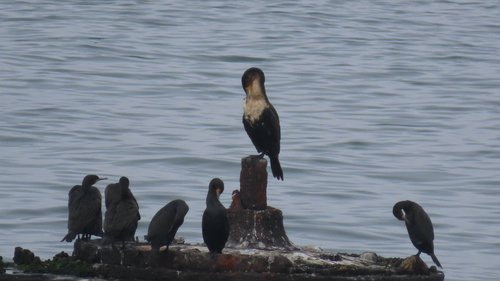 iNaturalist image