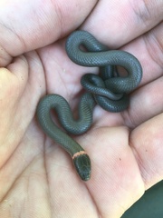 Diadophis punctatus modestus