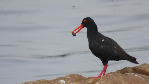 iNaturalist image
