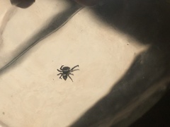 Salticidae